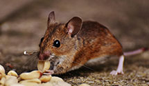 24 Hour & Emergency Exterminators in Sterling Heights, MI